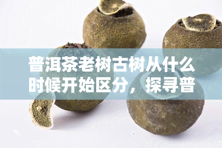 普洱茶老树古树从什么时候开始区分，探寻普洱茶的起源：老树与古树的区别何时开始？