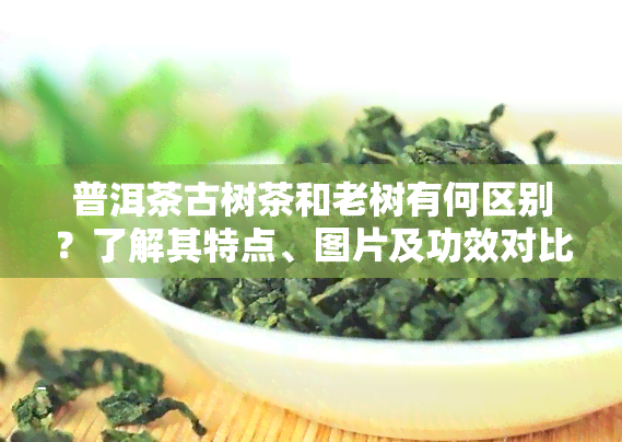 普洱茶古树茶和老树有何区别？了解其特点、图片及功效对比，揭开古树普洱茶与普通普洱茶的秘密！