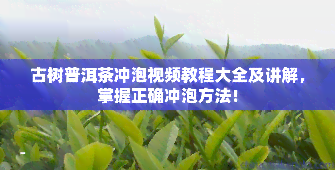 古树普洱茶冲泡视频教程大全及讲解，掌握正确冲泡方法！