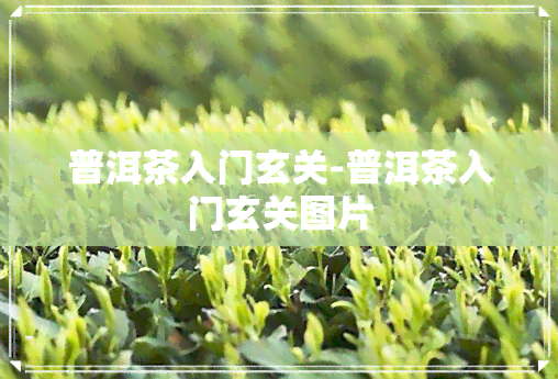 普洱茶入门玄关-普洱茶入门玄关图片