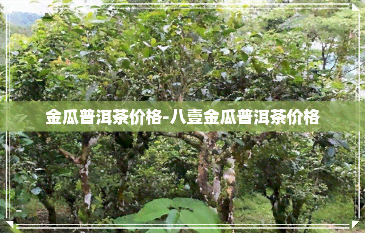 金瓜普洱茶价格-八壹金瓜普洱茶价格