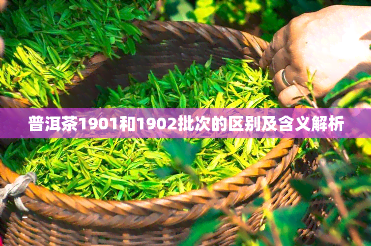 普洱茶1901和1902批次的区别及含义解析