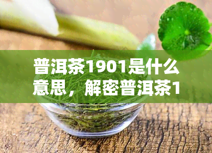 普洱茶1901是什么意思，解密普洱茶1901：含义与背后故事