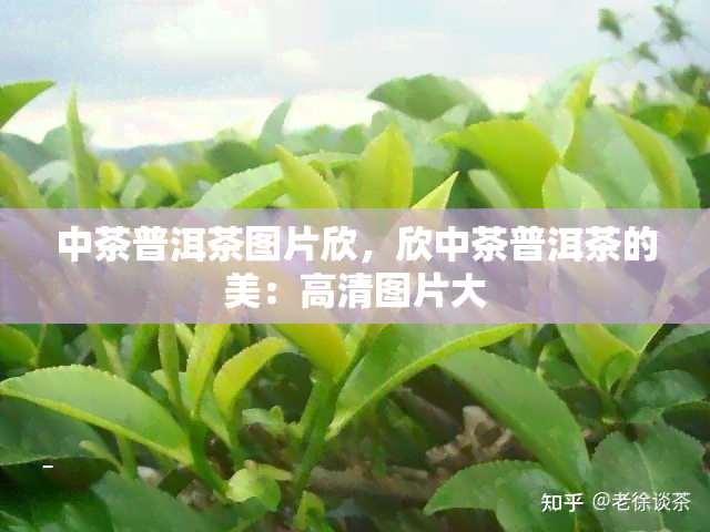 中茶普洱茶图片欣，欣中茶普洱茶的美：高清图片大