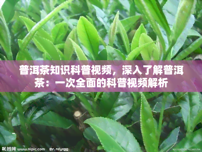 普洱茶知识科普视频，深入了解普洱茶：一次全面的科普视频解析