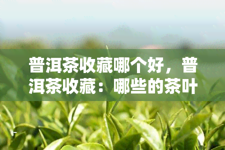 普洱茶收藏哪个好，普洱茶收藏：哪些的茶叶值得珍藏？