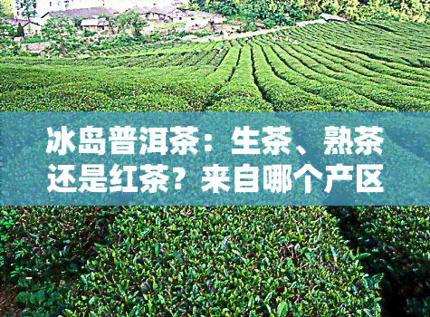 冰岛普洱茶：生茶、熟茶还是红茶？来自哪个产区？口感甜否？是大叶种还是白茶？