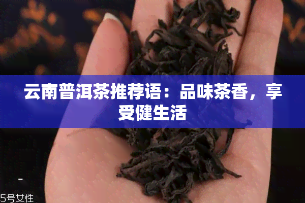 云南普洱茶推荐语：品味茶香，享受健生活