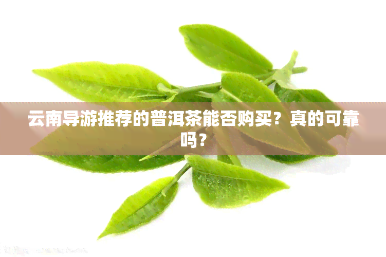 云南导游推荐的普洱茶能否购买？真的可靠吗？