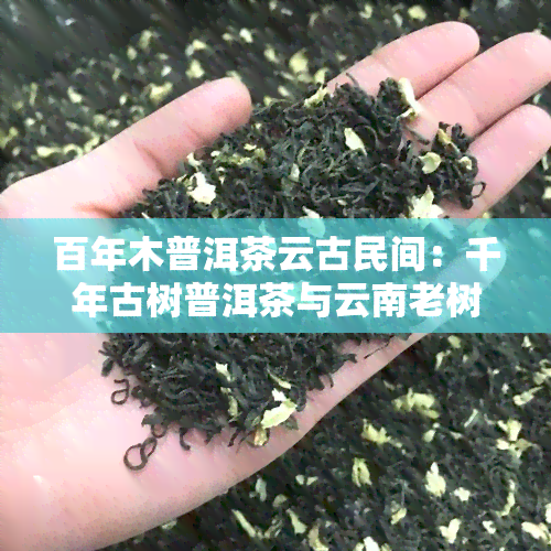 百年木普洱茶云古民间：千年古树普洱茶与云南老树茶的故事