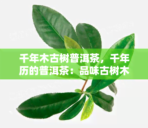 千年木古树普洱茶，千年历的普洱茶：品味古树木的独特韵味