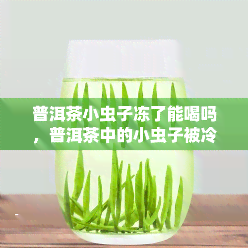 普洱茶小虫子冻了能喝吗，普洱茶中的小虫子被冷冻后是否还能饮用？