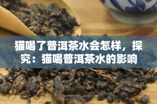 猫喝了普洱茶水会怎样，探究：猫喝普洱茶水的影响