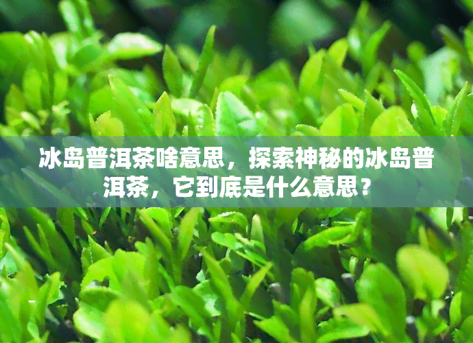 冰岛普洱茶啥意思，探索神秘的冰岛普洱茶，它到底是什么意思？