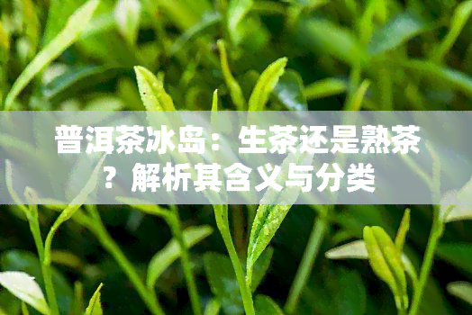 普洱茶冰岛：生茶还是熟茶？解析其含义与分类