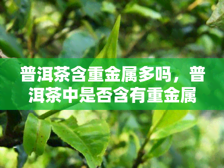 普洱茶含重金属多吗，普洱茶中是否含有重金属？探讨其含量问题