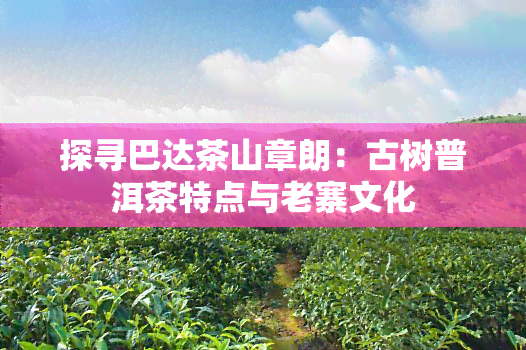 探寻巴达茶山章朗：古树普洱茶特点与老寨文化