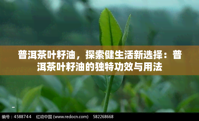 普洱茶叶籽油，探索健生活新选择：普洱茶叶籽油的独特功效与用法