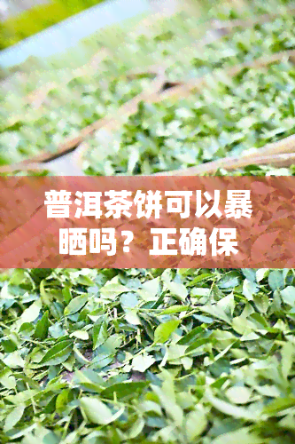 普洱茶饼可以暴晒吗？正确保存方法与注意事