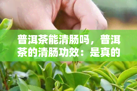 普洱茶能清肠吗，普洱茶的清肠功效：是真的吗？