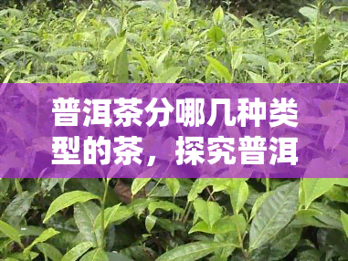 普洱茶分哪几种类型的茶，探究普洱茶的种类：从生茶到熟茶，你了解多少？