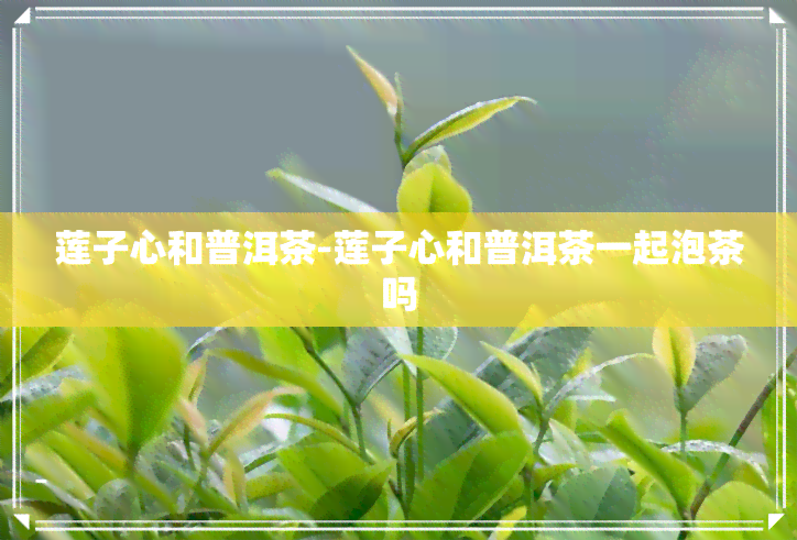 莲子心和普洱茶-莲子心和普洱茶一起泡茶吗