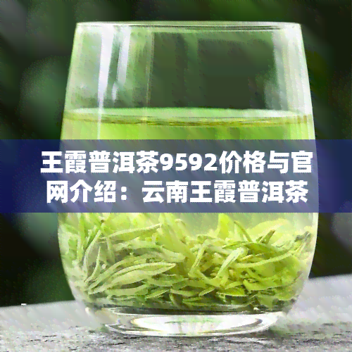 王霞普洱茶9592价格与官网介绍：云南王霞普洱茶品质如何？