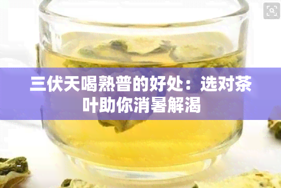 三伏天喝熟普的好处：选对茶叶助你消暑解渴