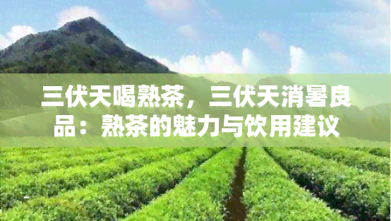 三伏天喝熟茶，三伏天消暑良品：熟茶的魅力与饮用建议