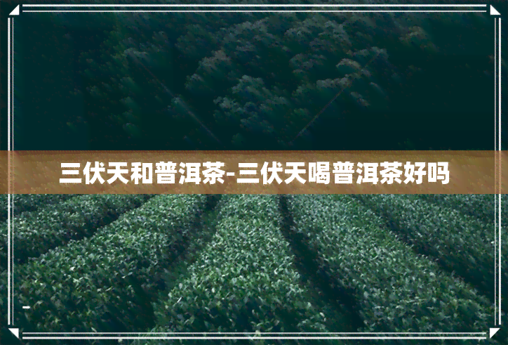 三伏天和普洱茶-三伏天喝普洱茶好吗