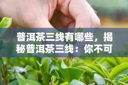 普洱茶三线有哪些，揭秘普洱茶三线：你不可不知的茶叶世界