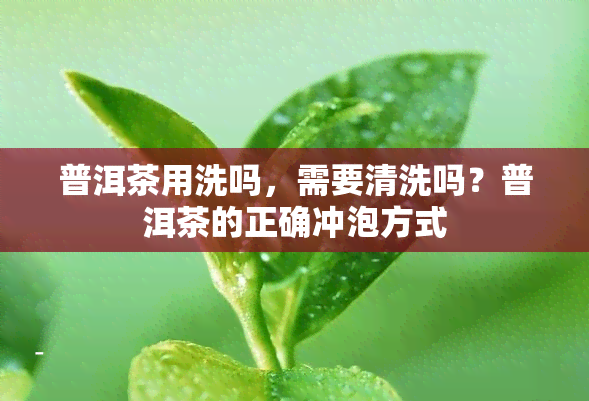 普洱茶用洗吗，需要清洗吗？普洱茶的正确冲泡方式