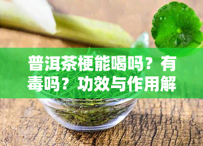 普洱茶梗能喝吗？有吗？功效与作用解析