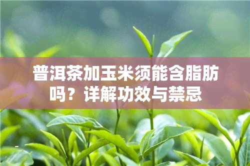 普洱茶加玉米须能含脂肪吗？详解功效与禁忌