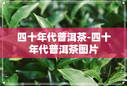 四十年代普洱茶-四十年代普洱茶图片