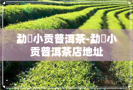 勐曌小贡普洱茶-勐曌小贡普洱茶店地址