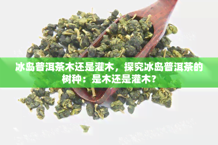 冰岛普洱茶木还是灌木，探究冰岛普洱茶的树种：是木还是灌木？