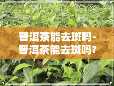 普洱茶能去斑吗-普洱茶能去斑吗?