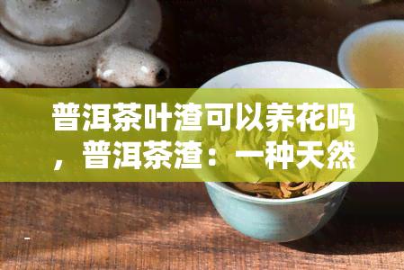 普洱茶叶渣可以养花吗，普洱茶渣：一种天然的花卉肥料？