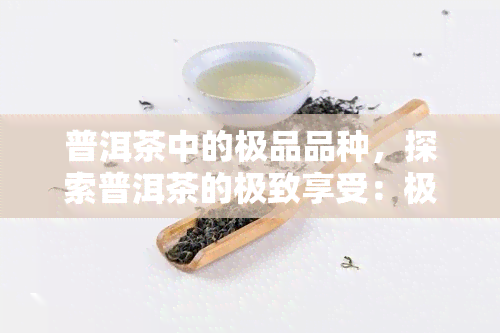 普洱茶中的极品品种，探索普洱茶的极致享受：极品品种的魅力与鉴