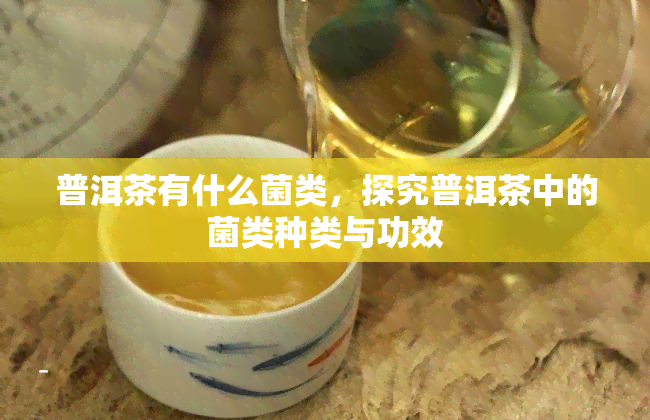 普洱茶有什么菌类，探究普洱茶中的菌类种类与功效