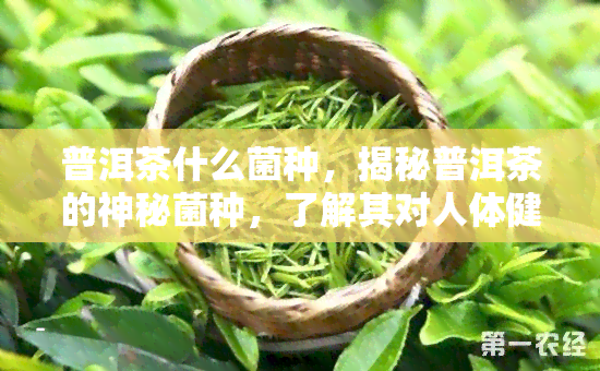 普洱茶什么菌种，揭秘普洱茶的神秘菌种，了解其对人体健的影响