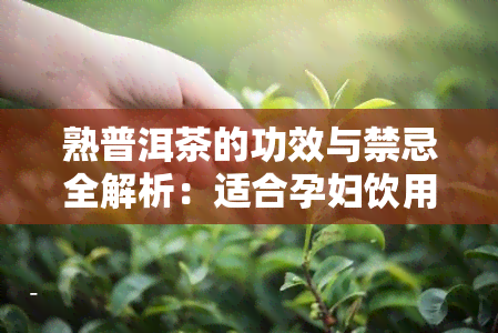 熟普洱茶的功效与禁忌全解析：适合孕妇饮用吗？