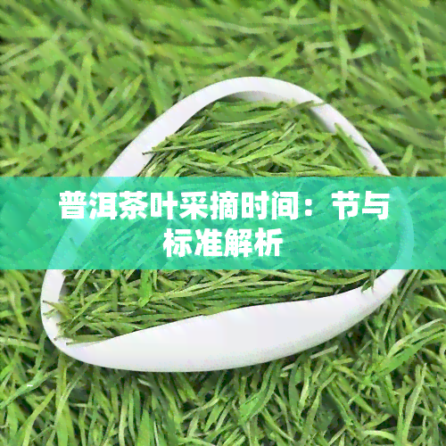 普洱茶叶采摘时间：节与标准解析