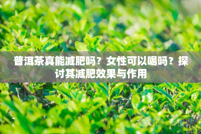 普洱茶真能减肥吗？女性可以喝吗？探讨其减肥效果与作用