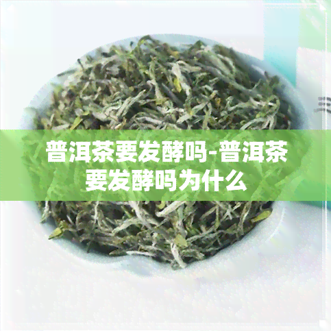 普洱茶要发酵吗-普洱茶要发酵吗为什么