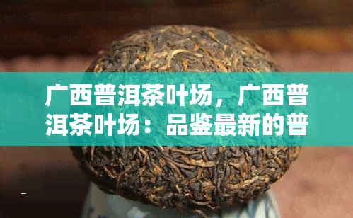 广西普洱茶叶场，广西普洱茶叶场：品鉴最新的普洱茶！