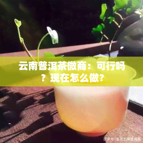 云南普洱茶微商：可行吗？现在怎么做？