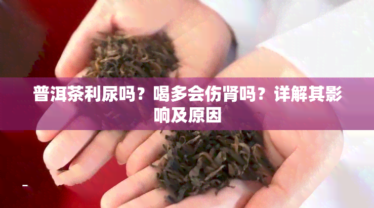 普洱茶利尿吗？喝多会伤肾吗？详解其影响及原因