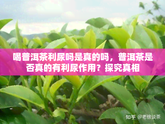 喝普洱茶利尿吗是真的吗，普洱茶是否真的有利尿作用？探究真相